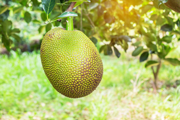 fresh green Jack fruit ( Artocarpus heterophyllus ) hanging on brunch tree in the garden