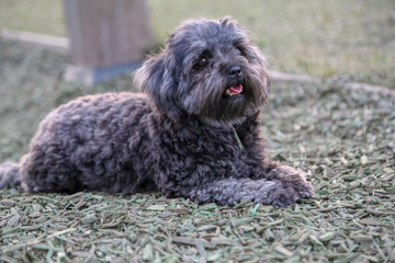 Kleiner schwarzel Hund im Park