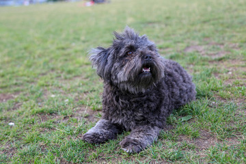 Kleiner schwarzel Hund im Park