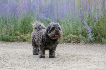 Kleiner schwarzel Hund im Park