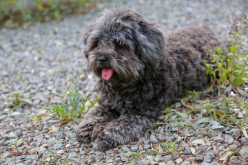 Kleiner schwarzel Hund im Park