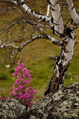 Russia. The South Of Western Siberia, spring flowers of the Altai mountains. Rhododendron. Its flowering period is the main event of spring in the Altai mountains, which attracts many tourists.