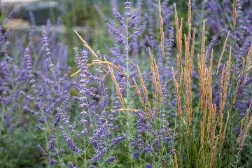 Lila Blumen / Pflanzen / Gräser / im Park, Abendstunden, Atmosphärisch