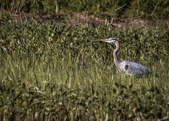 Great Blue Heron