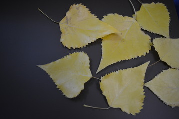 Yellow poplar leaves are laid out on an interesting matte background