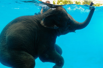 baby elephant playing in water