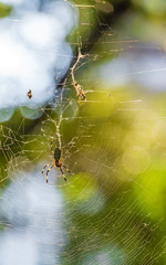 Spider on a web in a city park, Tokyo, Japan. Vertical. Bokeh.