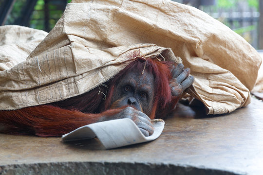 Playful Orangutan, hiding under tarp, looking at camera