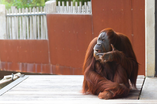 Orangutan sitting on platform, looking to the right, thinking