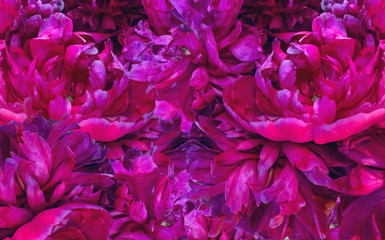 background filled with magenta peonies