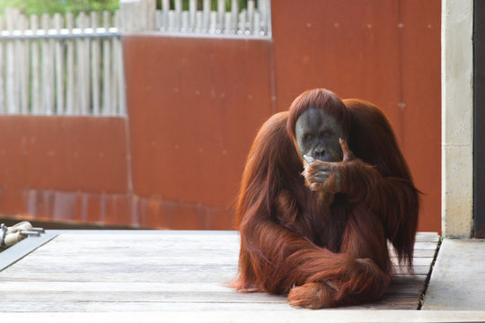 Orangutan sitting on platform, looking at the camera, thinking