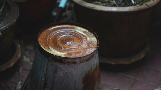 Rainy season, rain drop is falling on old metal bucket in garden.