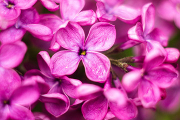 Naklejka na ściany i meble Spring lilac