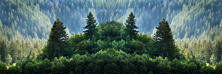 Pine Forest in Wilderness Mountains