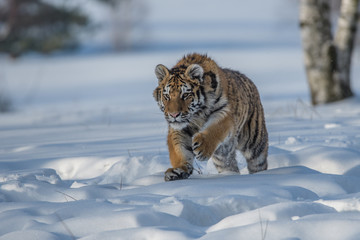 Fototapeta na wymiar Siberian Tiger in the snow (Panthera tigris)