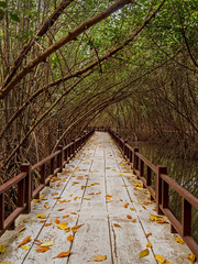 Travel at mangrove forest on summer