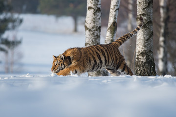 Obraz premium Siberian Tiger in the snow (Panthera tigris)