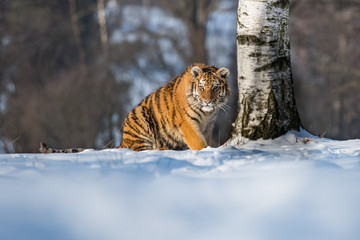Siberian Tiger in the snow (Panthera tigris)