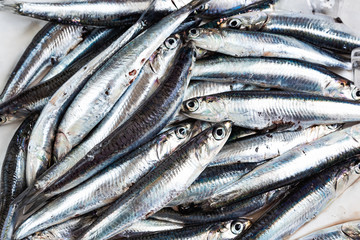 anchovies just caught, close up