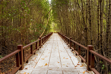 Obraz premium Travel at mangrove forest