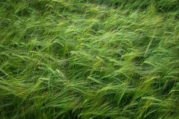 Grain Field Wheat Growth Growing Green Farming Agricultural