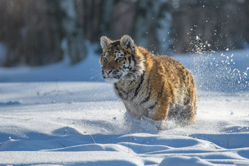 Naklejka na ściany i meble Siberian Tiger in the snow (Panthera tigris)