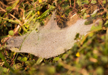 Dew drops on a spider cobweb