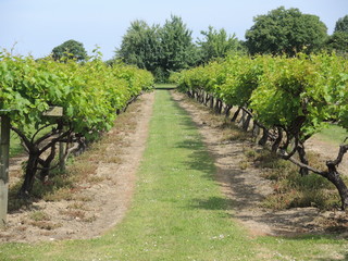 Fototapeta na wymiar La Mare Wine Estate (Winzerei)