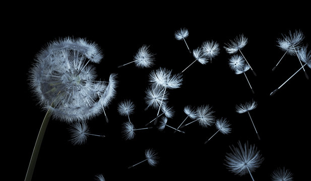 Dandelion seeds on black background