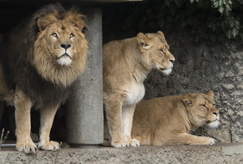 Fototapeta na wymiar A male lion and two female lions
