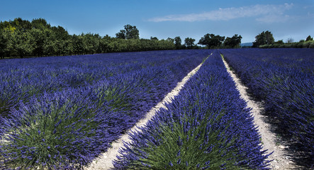 Fototapeta premium Lavender field at Coustellet. Vaucluse, Provence, France