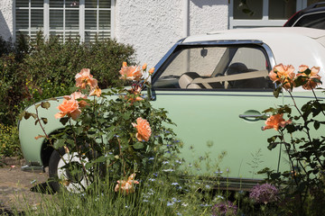Beautiful roses of peach color grow on a background of an old vintage car of green mint color and windows of white cottage. Beauty and harmony. English garden style.