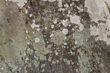 Green spotted wall