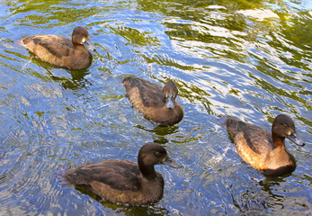 ducks in the pond