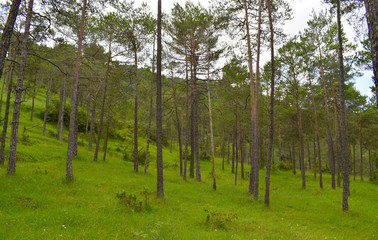 Árboles en el bosque, montañas de Gerona España



