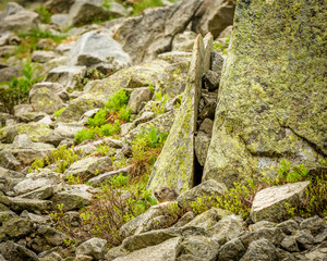 Marmot in Switzerland