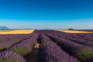Fototapeta na wymiar Champs de lavande et de blé sur le Plateau de Valensole en Haute-Provence
