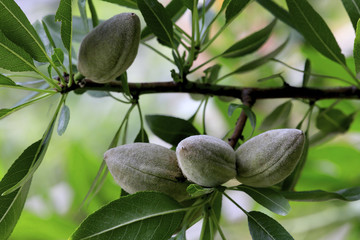 Fototapeta na wymiar Mandelbaum (Prunus dulcis) Früchte am Baum