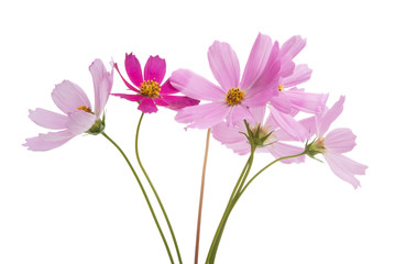 kosmeya flowers isolated