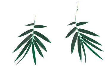 bamboo leaves isolated on white background ,bamboo leaf