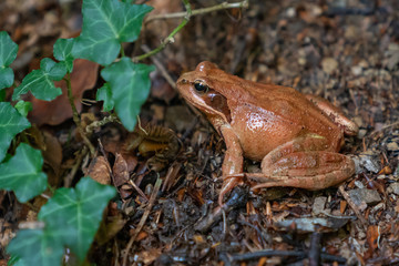 Light brown frog. Alps region, Germany.