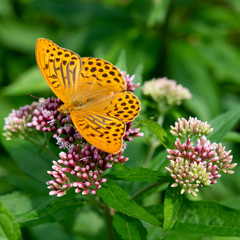 The silver-washed fritillary (Argynnis paphia) butterfly