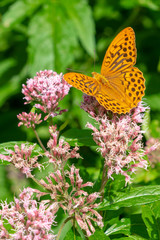 The silver-washed fritillary (Argynnis paphia) is a common and variable butterfly found over much of the Palaearctic ecozone – Algeria, Europe, temperate Asia and Japan.
