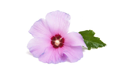 lilac hibiscus isolated