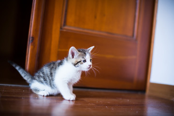 Katze ist in Sicherheit
