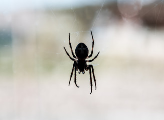 Spider silhouette on the window
