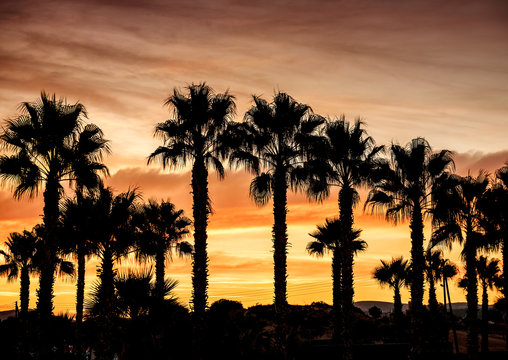 silhouettes of palm trees on yellow sunset