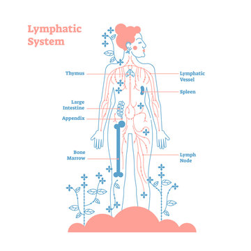 Artistic lymphatic system anatomical vector illustration diagram poster, decorative and elegant medical scheme with lymph nodes and tissue fluid circulation flow network.