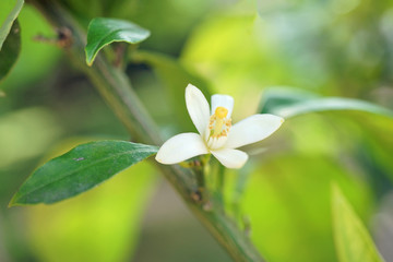 Obraz na płótnie Canvas Fragrant white and yellow flower of a mandarin citrus tree