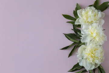 on a pink background three white peonies